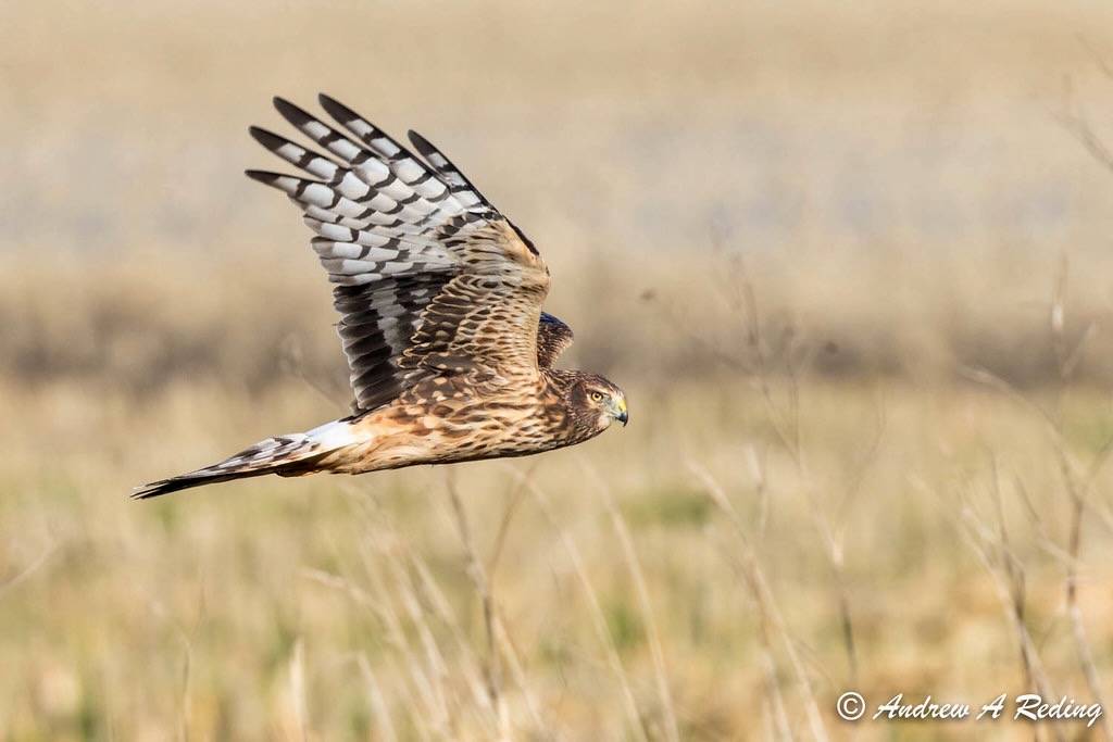 female northern harrier in flight by Andrew Reding is licensed under CC BY-NC-ND 2.0.
